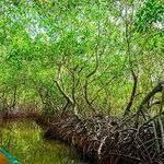 Mangroves Area- fishing