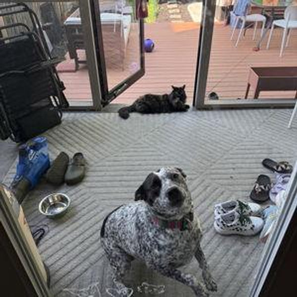 Honeymoon Pet Sitter for Rainey and Nori