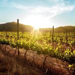 Valle de Guadalupe