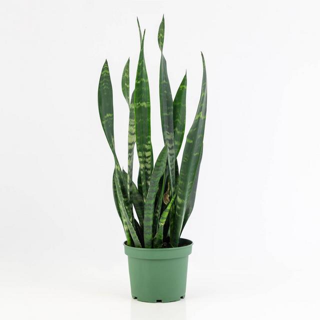 2Gal Snake Plant 'Black Coral' Sansaveria Plant in 10" Grower's Pot - National Plant Network
