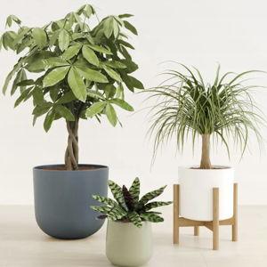 easyplant - The Luscious Trinity Pet Friendly Plant Bundle
