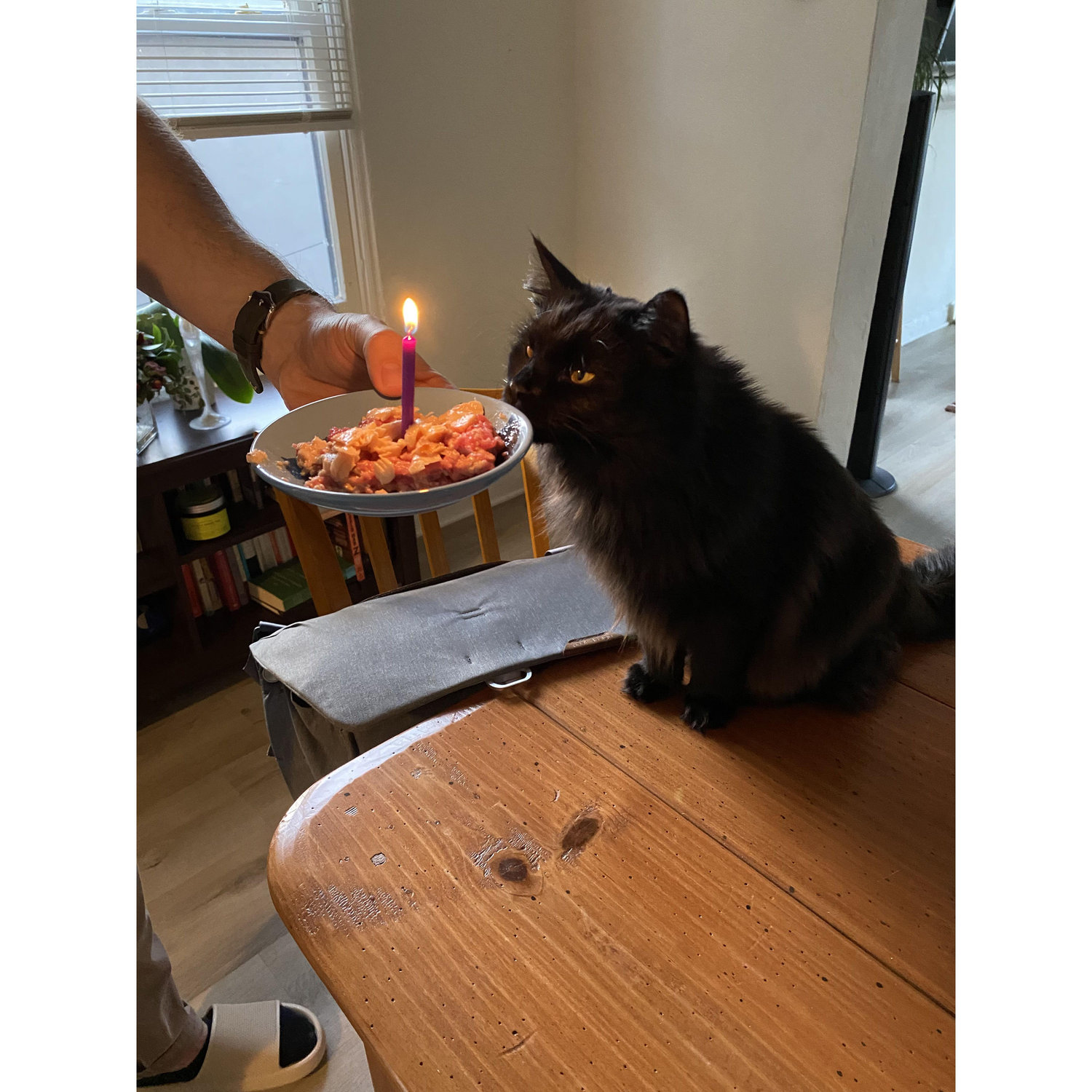 Jynx's first birthday!!🍣🎂
