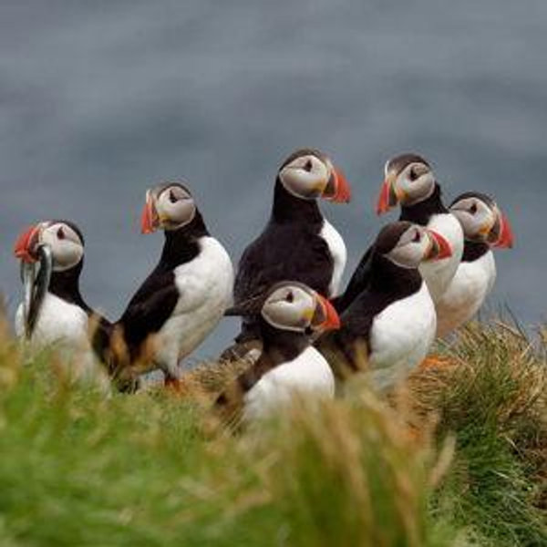 Honeymoon Puffin Excursion