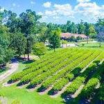 Wild Stallion Vineyards