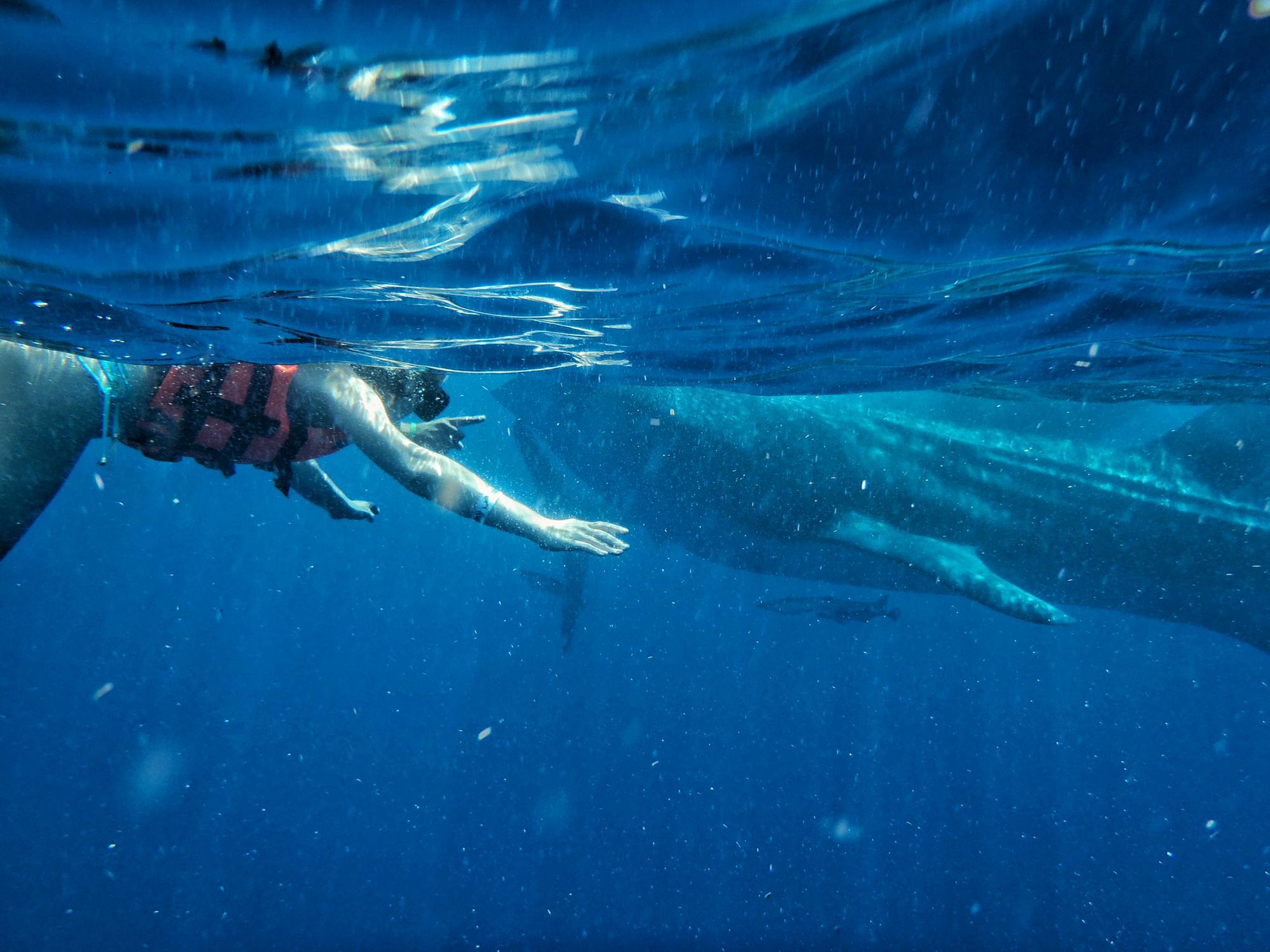 Kelly enjoying a swim with a Whale Shark