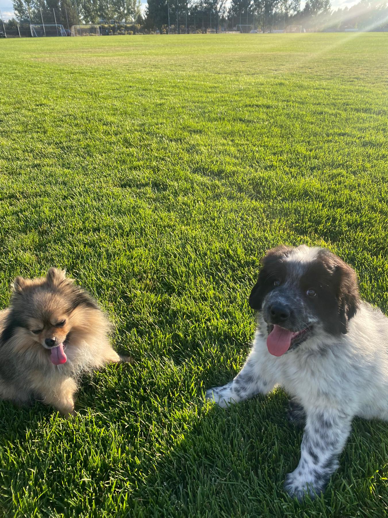 Oatis getting his new brother Banjo.