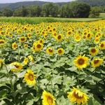 Von Thun Farms