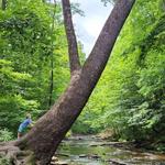 Montgomery Bell State Park