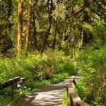 Maple Glade Rain Forest Trailhead