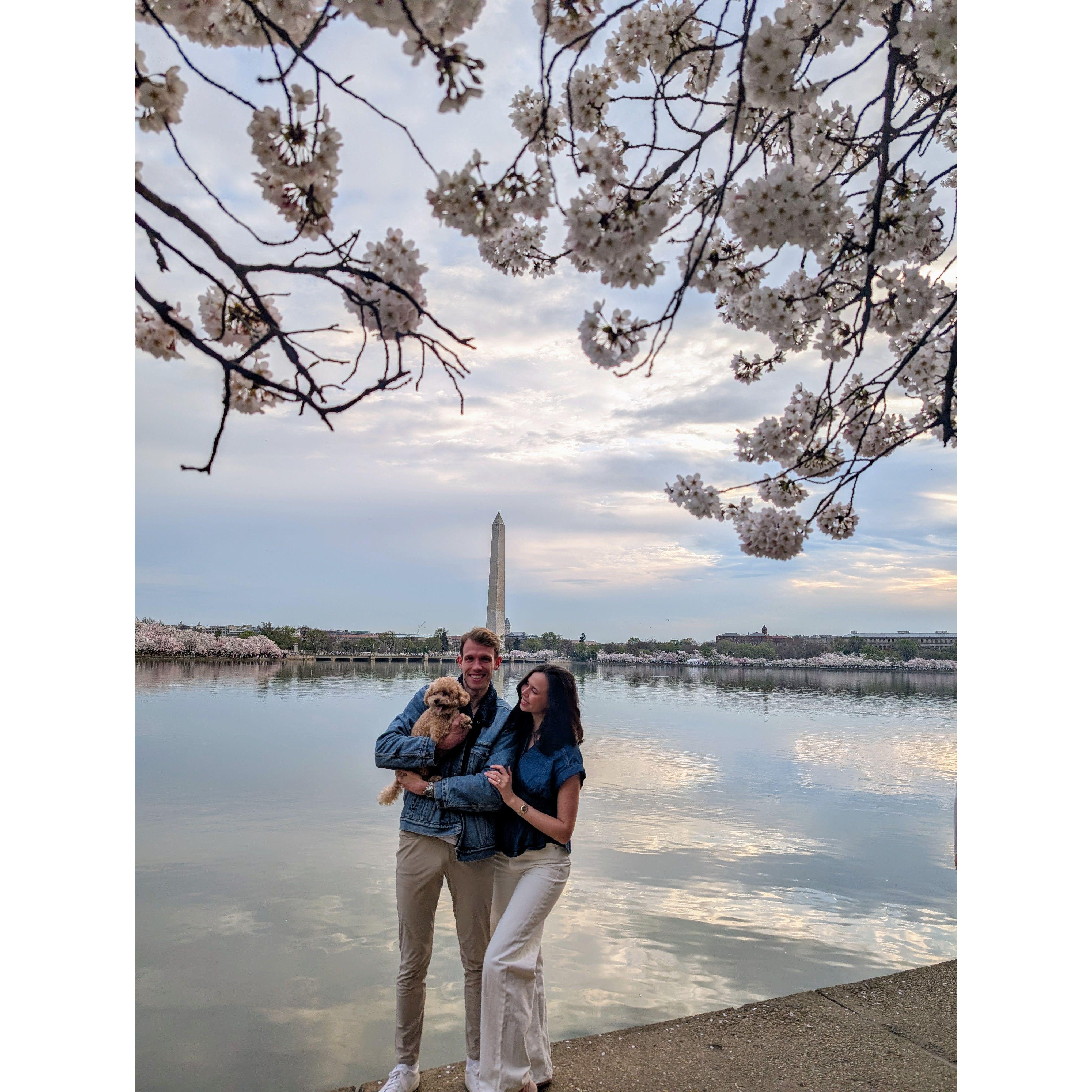 March 2025 - Cherry Blossom Season