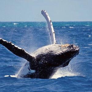 Whale Watching