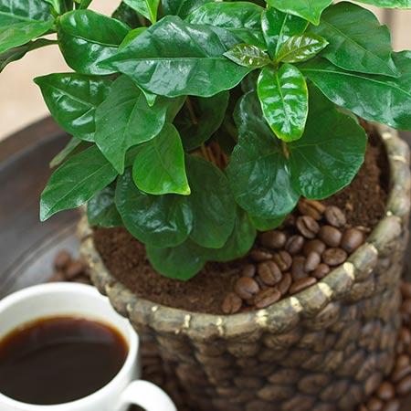 Arabica Coffee Plant