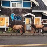 Elk Rock Coffee
