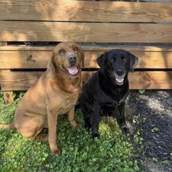 Dog Care
