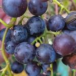 Grape Discovery Center