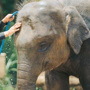 Ethical Elephant Sanctuary Tour