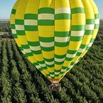 Balloons Above the Valley