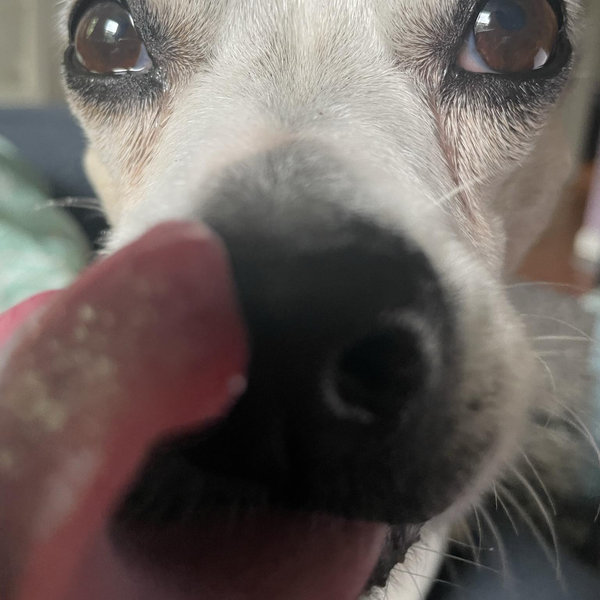 Year's Supply Of Pet Treats