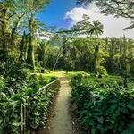 Na Ala Hele: Manoa Falls Trail