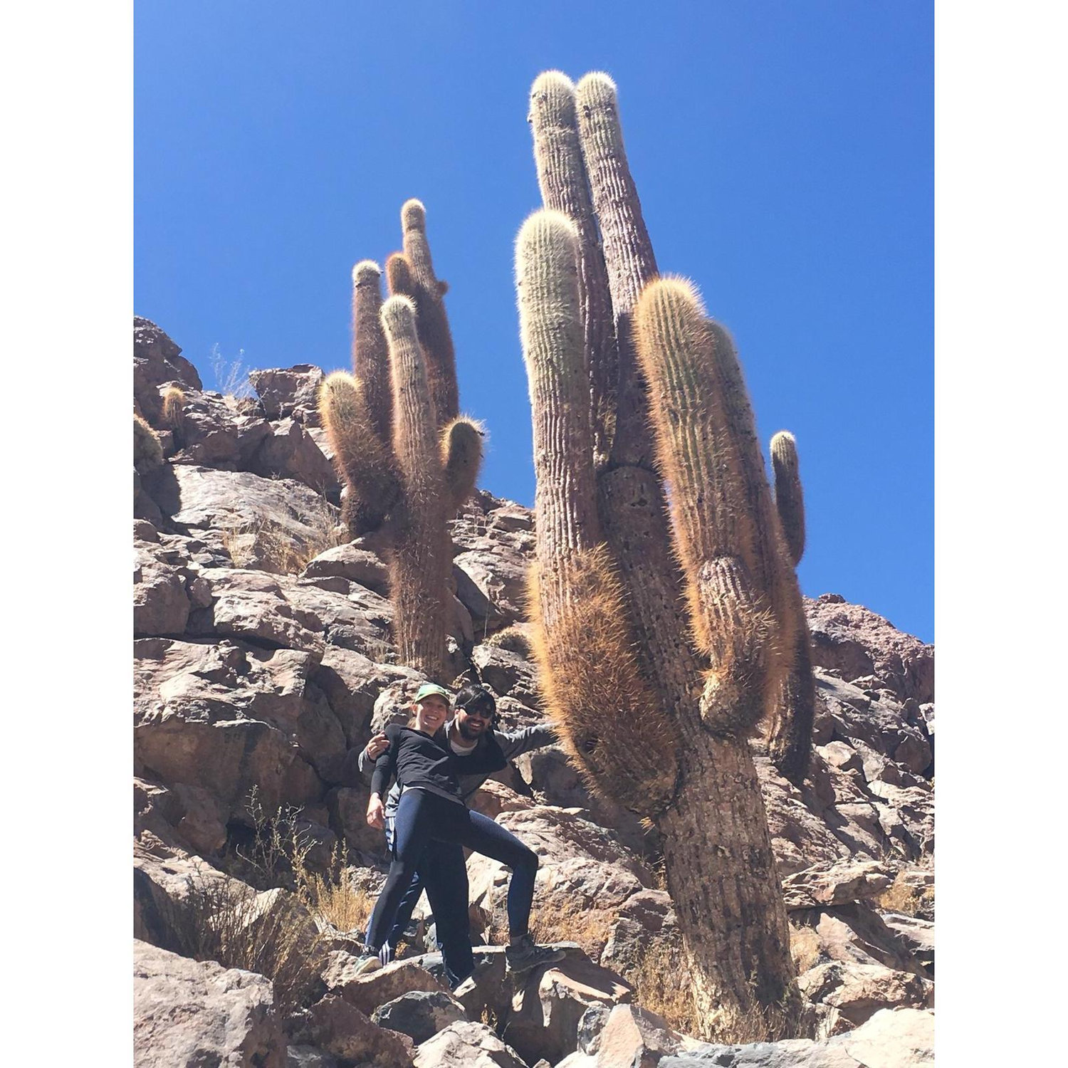 Cacti
