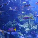 North Carolina Aquarium at Pine Knoll Shores