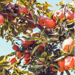 Autumn Hills Orchard