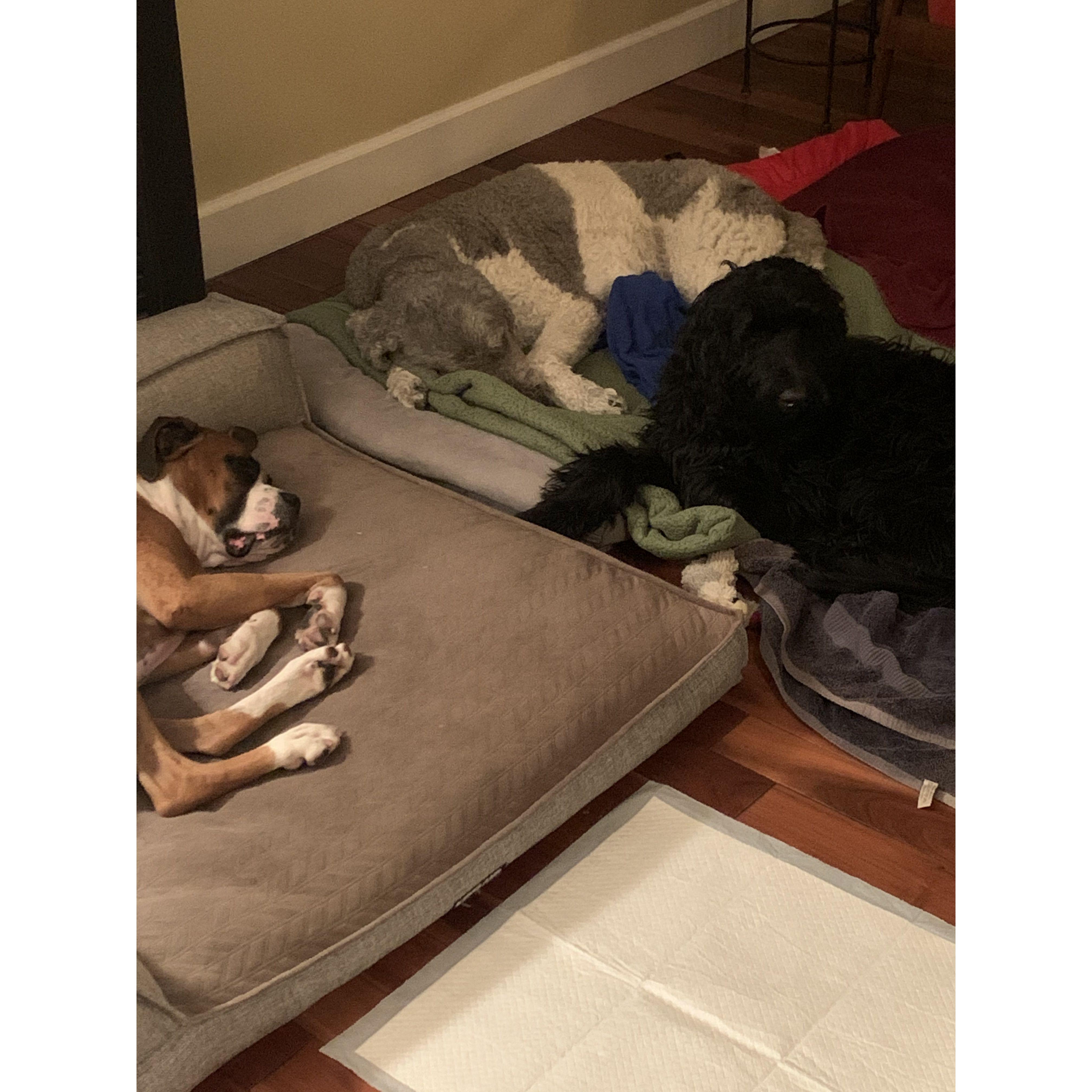The three best friends (Canelo, Bailey, and Mowgli)
