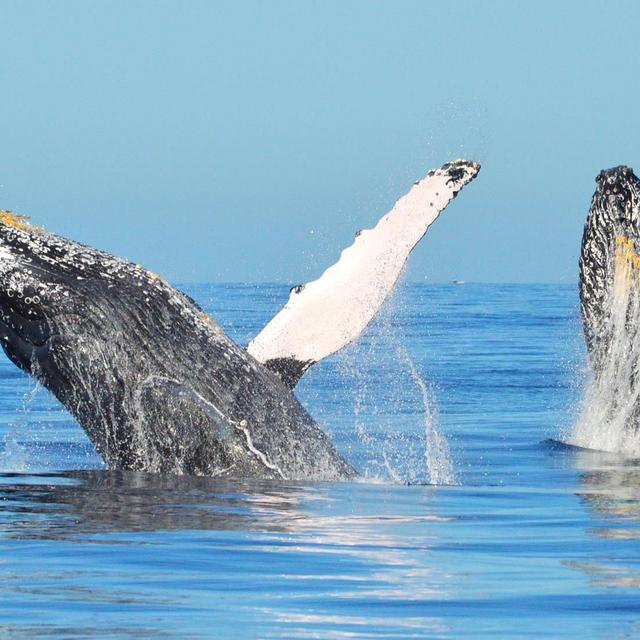 Whale Watching Tour
