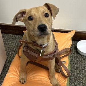 Dino's College Fund (Training & Treats)