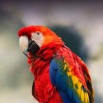 Kids Saving The Rainforest Sanctuary