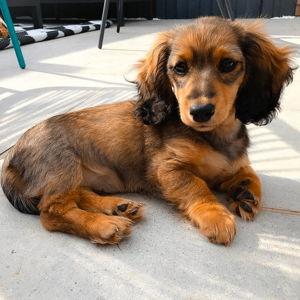 Our New Puppy