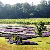 Bonnieheath Estate Lavender & Winery