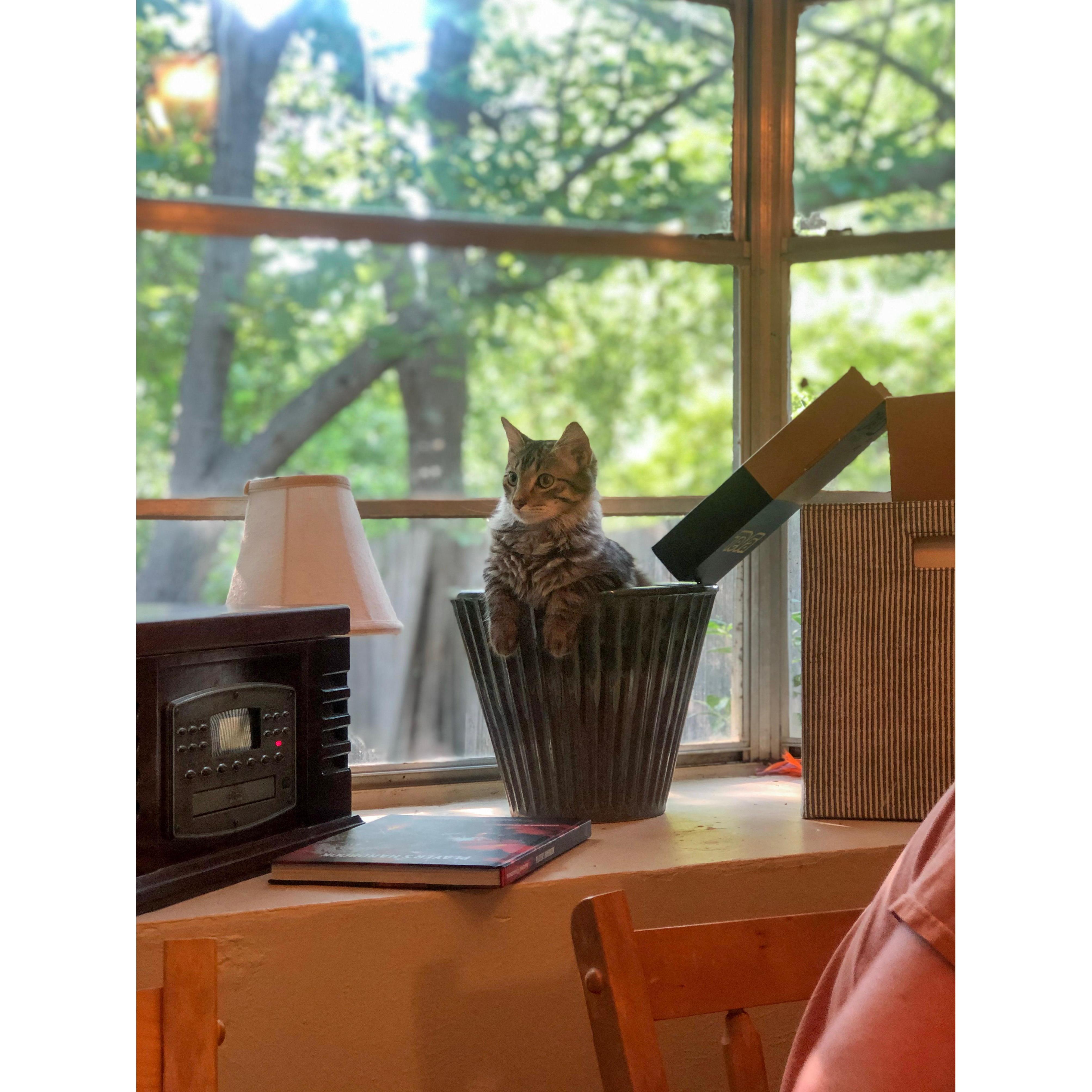 Our new baby Ser Davos!