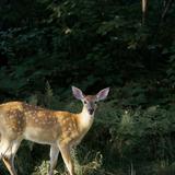 Bike/Walk The Vilas County Paved Bike Trail