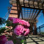 MAFES Veteran's Memorial Rose Garden