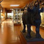 Museums