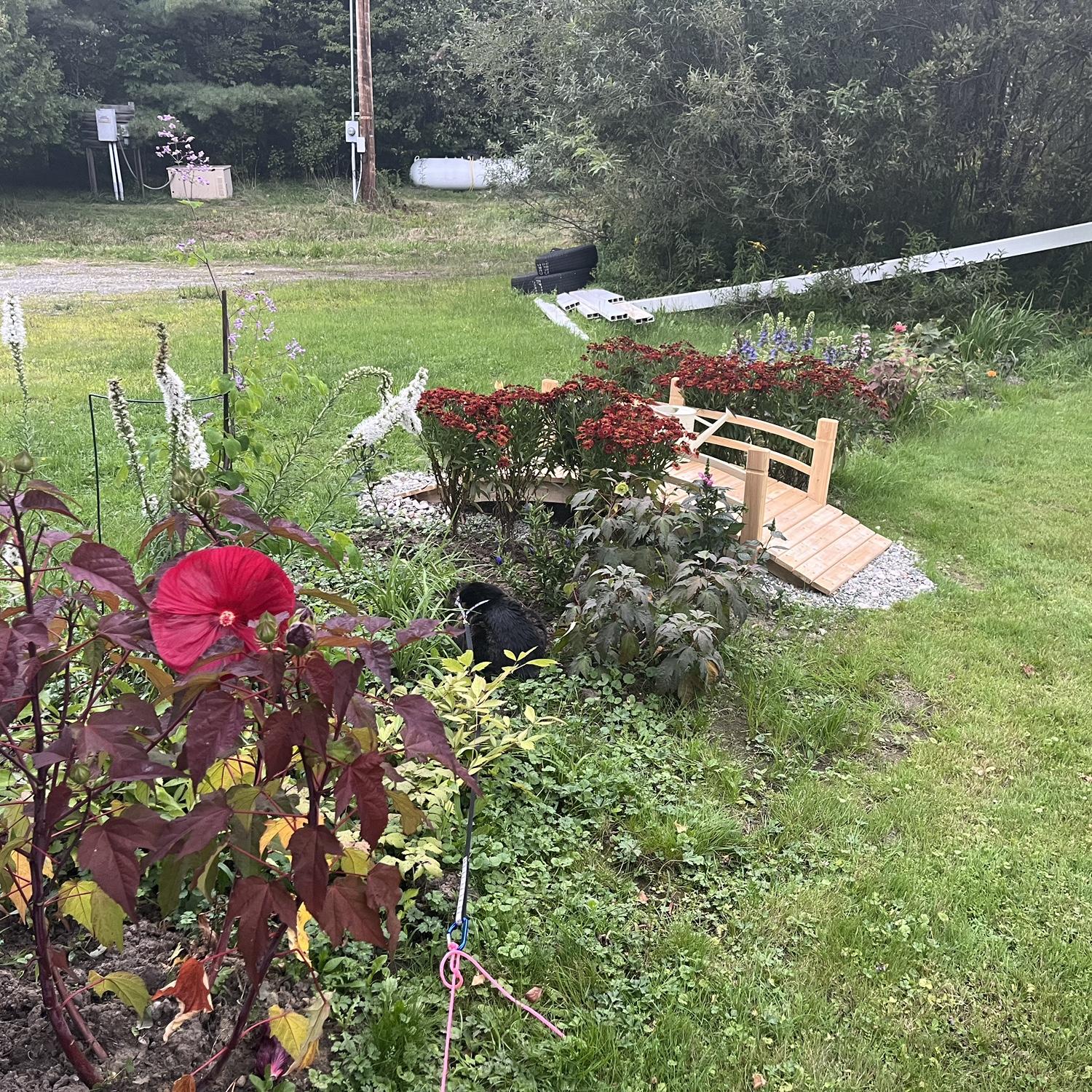 We created a rain garden to help with standing water in the yard.
