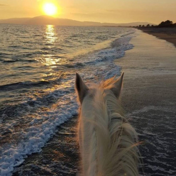 Horseback Riding On Our Honeymoon