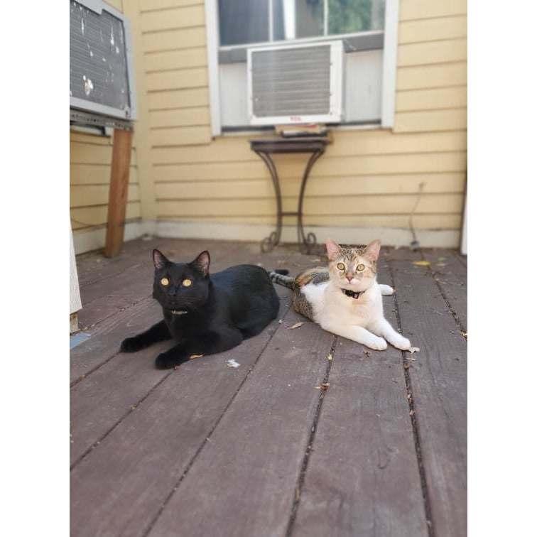 The cats in their first home ❤️