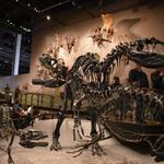 Natural History Museum of Utah