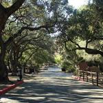 Camarillo Grove Park