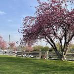 Harbor Island Park
