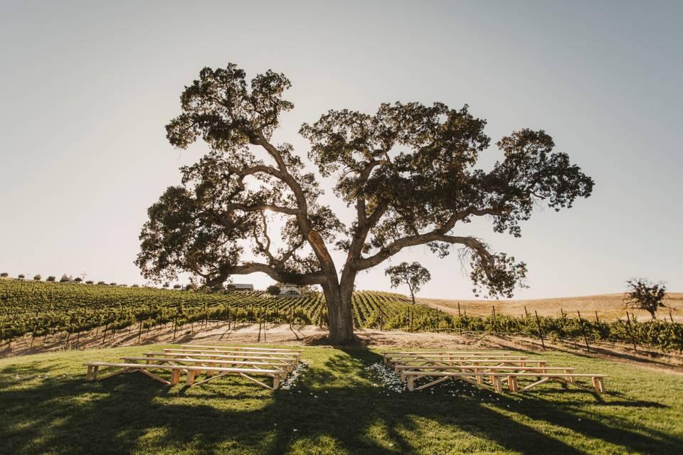 The Wedding Website of Nicole Hostert and Shea Lyons