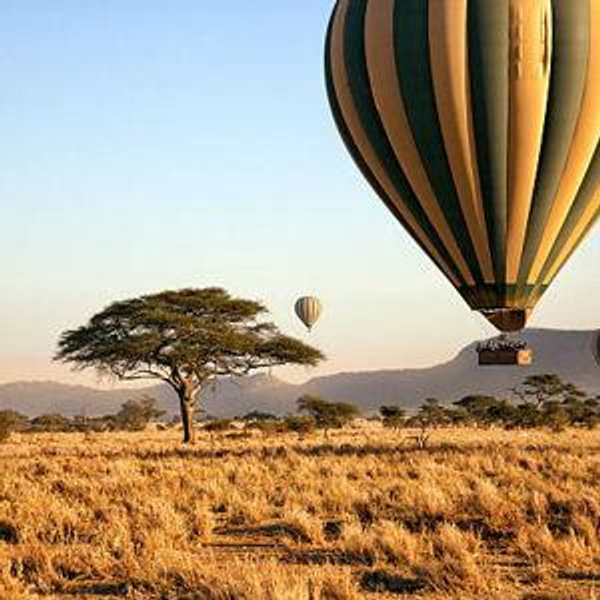 Safari Honeymoon Fund!