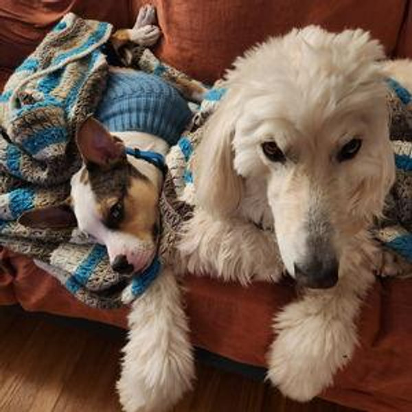 Dog care ❤️