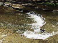 Hueston Woods State Park