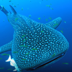 Georgia Aquarium
