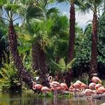 Sarasota Jungle Gardens