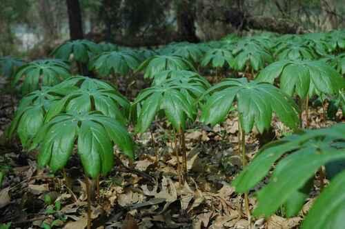 Mayapple Plant