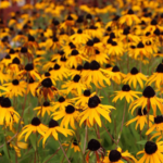 Experience Black Eyed Susan Day on 5/17